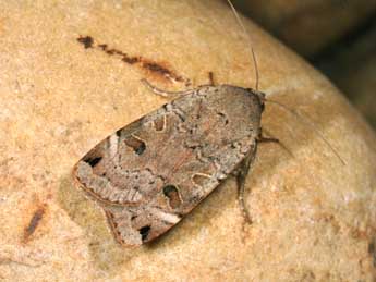 Noctua orbona Hfn. adulte - �Philippe Mothiron