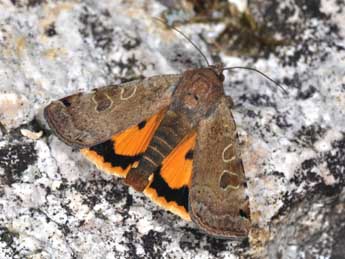 Noctua orbona Hfn. adulte - �Philippe Mothiron