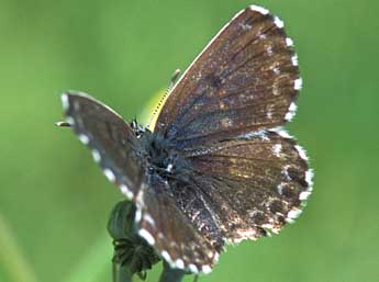 Scolitantides orion Pall. adulte - �Tristan Lafranchis