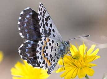 Scolitantides orion Pall. adulte - �Tristan Lafranchis