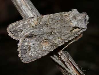 Lithophane ornitopus Hfn. adulte - �Philippe Mothiron