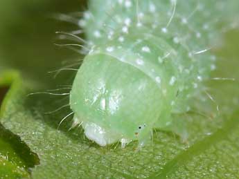  Chenille de Lithophane ornitopus Hfn. - �Philippe Mothiron