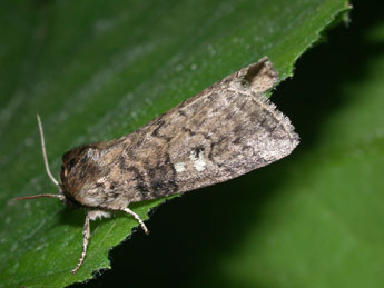 Tethea or D. & S. adulte - �Philippe Mothiron