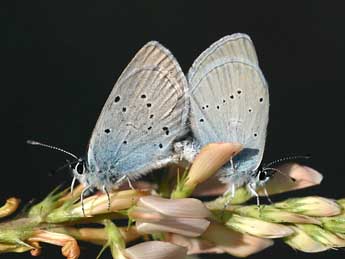 Cupido osiris Meig. adulte - �Daniel Morel