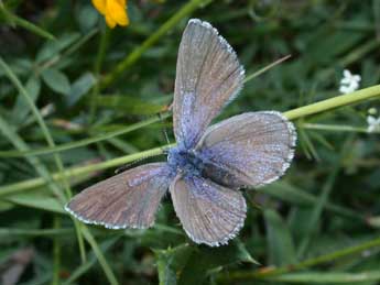 Cupido osiris Meig. adulte - �Philippe Mothiron