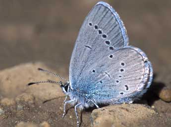 Cupido osiris Meig. adulte - �Tristan Lafranchis