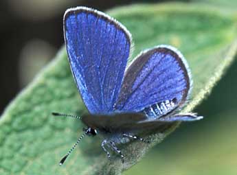 Cupido osiris Meig. adulte - �Tristan Lafranchis