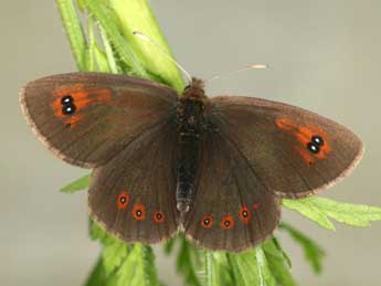 Erebia ottomana H.-S. adulte - �Daniel Morel