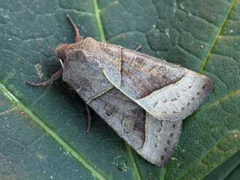 Mesogona oxalina Hb. adulte - �Daniel Morel