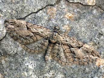 Eupithecia oxycedrata Rbr adulte - �Daniel Morel