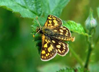 Carterocephalus palaemon Pall. adulte - �C�drix Mroczko