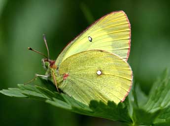 Colias palaeno L. adulte - �Daniel Morel