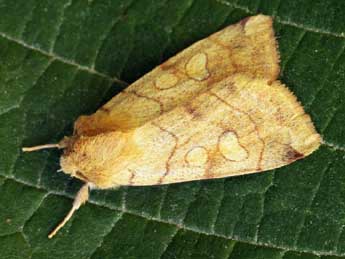 Enargia paleacea Esp. adulte - �Daniel Morel