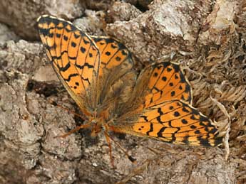 Boloria pales D. & S. adulte - �Daniel Morel