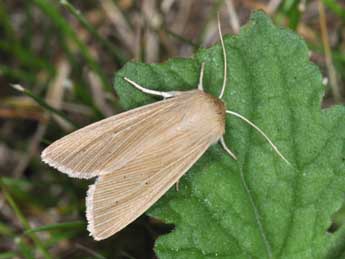 Mythimna pallens L. adulte - �Philippe Mothiron