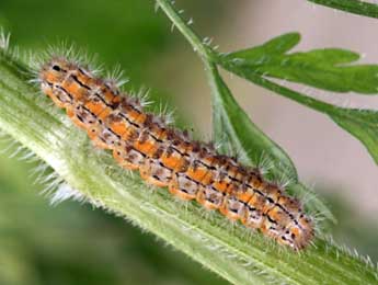  Chenille de Manulea palliatella Scop. - �Daniel Morel