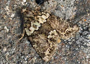 Cryphia pallida B�thune adulte - �Daniel Morel