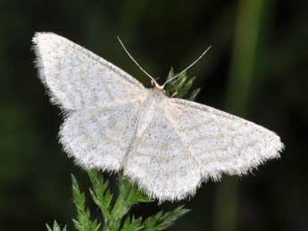 Idaea pallidata D. & S. adulte - �Philippe Mothiron