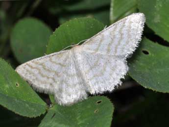 Idaea pallidata D. & S. adulte - �Philippe Mothiron