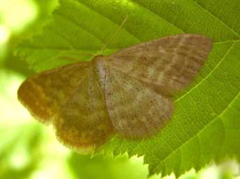 Idaea pallidata D. & S. adulte - �JCH- www.insecte.org