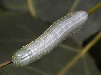  Chenille de Pterostoma palpina Cl. - �Philippe Mothiron