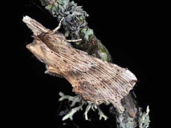 Pterostoma palpina Cl. adulte - �Philippe Mothiron