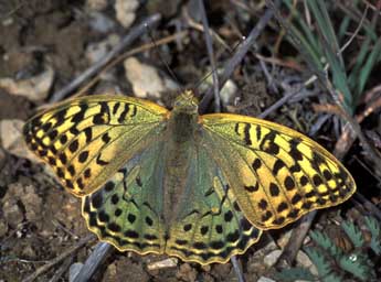 Argynnis pandora D. & S. adulte - �Tristan Lafranchis