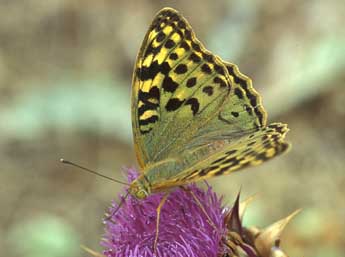 Argynnis pandora D. & S. adulte - �Tristan Lafranchis
