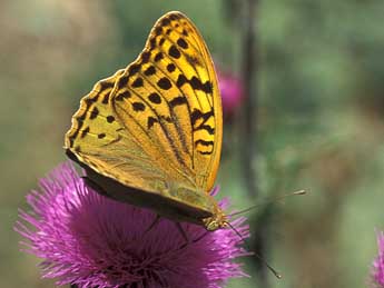Argynnis pandora D. & S. adulte - �Tristan Lafranchis