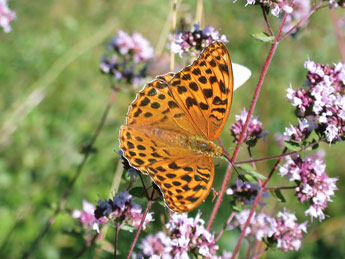 Argynnis paphia L. adulte - �Philippe Mothiron