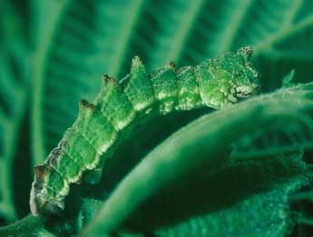  Chenille de Geometra papilionaria L. - �Philippe Mothiron