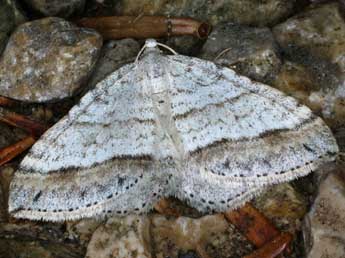 Mesotype parallelolineata Retz. adulte - �Christian Frund