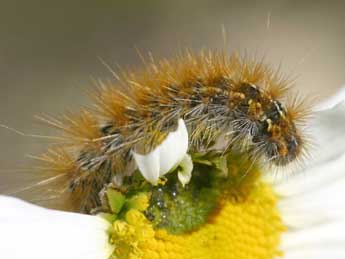  Chenille de Ocnogyna parasita Hb. - �Daniel Morel
