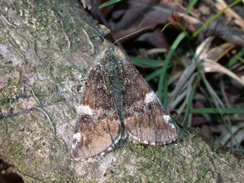 Archiearis parthenias L. adulte - �Philippe Mothiron