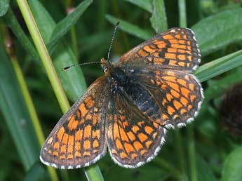 Melitaea parthenoides Kef. adulte - �Philippe Mothiron