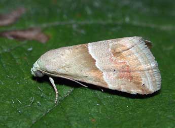 Eublemma parva Hb. adulte - �Philippe Mothiron