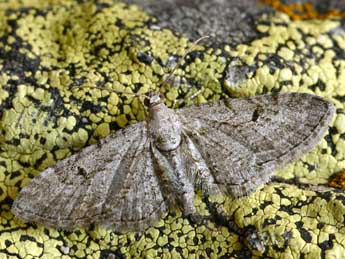 Eupithecia pauxillaria Bsdv. adulte - �Daniel Morel