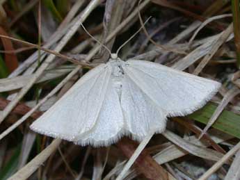 Crocota peletieraria Dup. adulte - �Philippe Mothiron