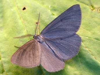 Crocota peletieraria Dup. adulte - �Daniel Morel