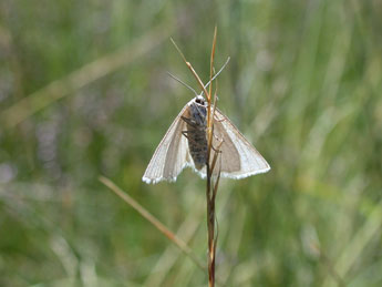 Crocota peletieraria Dup. adulte - �Philippe Mothiron