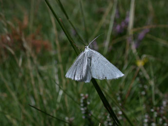Crocota peletieraria Dup. adulte - �Philippe Mothiron