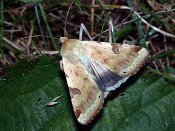 Heliothis peltigera D. & S. adulte - �Philippe Mothiron