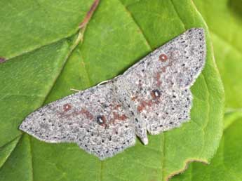 Cyclophora pendularia Cl. adulte - �Philippe Mothiron