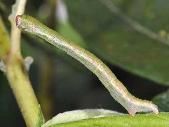  Chenille de Cyclophora pendularia Cl. - �Philippe Mothiron