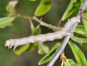  Chenille de Colotois pennaria L. - �Philippe Mothiron