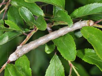  Chenille de Colotois pennaria L. - �Philippe Mothiron