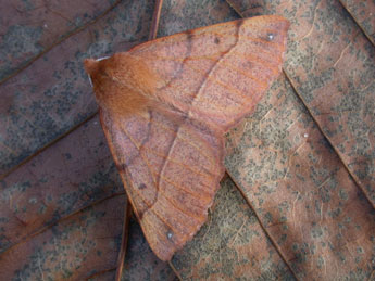 &copy;Philippe Mothiron. Colotois pennaria L.