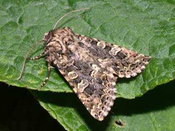 Hadena perplexa D. & S. adulte - �Philippe Mothiron