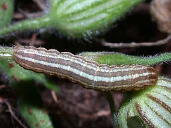  Chenille de Hadena perplexa D. & S. - �Philippe Mothiron