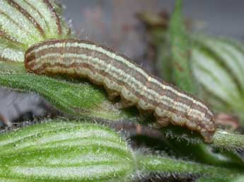  Chenille de Hadena perplexa D. & S. - �Philippe Mothiron